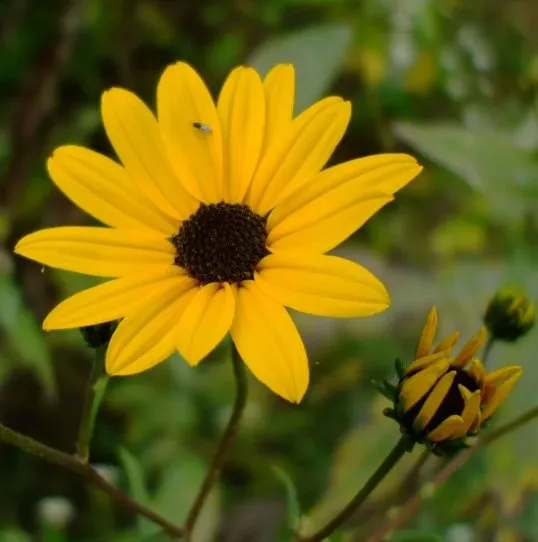 Custom landscape design experts serving Houston, TX - Flourish Garden Solutions