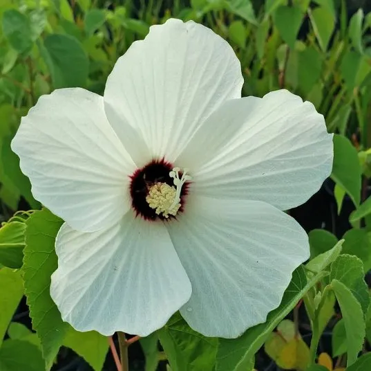 Expert landscaping services for residential properties across Houston, TX - Flourish Garden Solutions