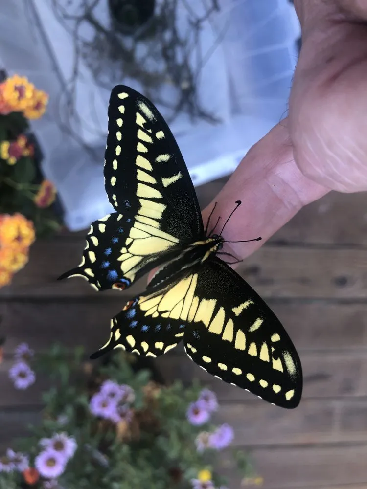 Affordable lawn care service in San Francisco, CA - Flourish Gardening