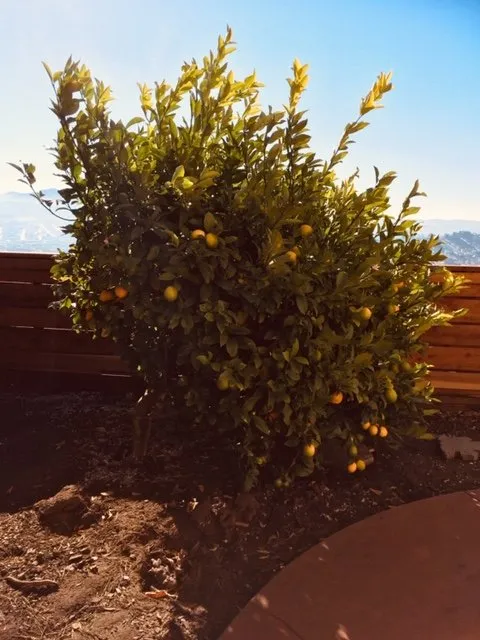 Top-rated lawn care service in San Francisco, CA - Flourish Gardening