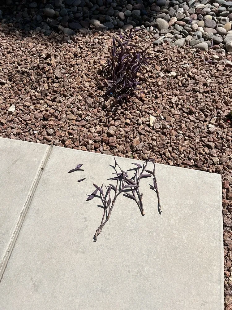 Affordable yard maintenance experts serving Las Vegas, NV - Flower Landscaping