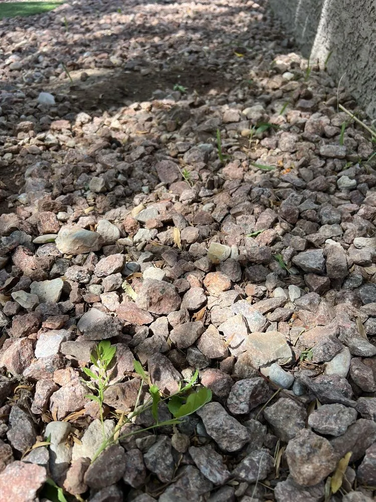 Expert outdoor landscaping for beautiful yards across Las Vegas, NV - Flower Landscaping