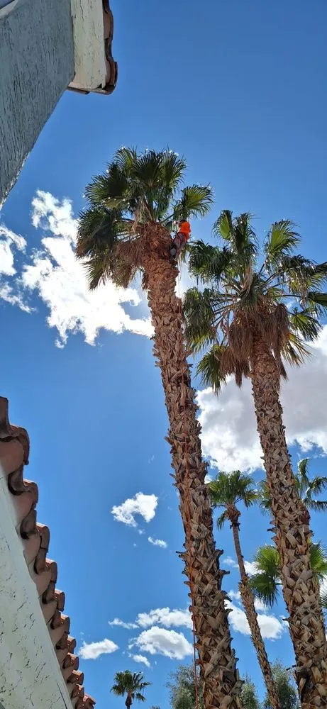 Reliable lawn care service in Las Vegas, NV by Flower Landscaping