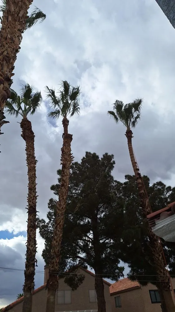 Custom yard cleanup service for beautiful yards across Las Vegas, NV - Flower Landscaping