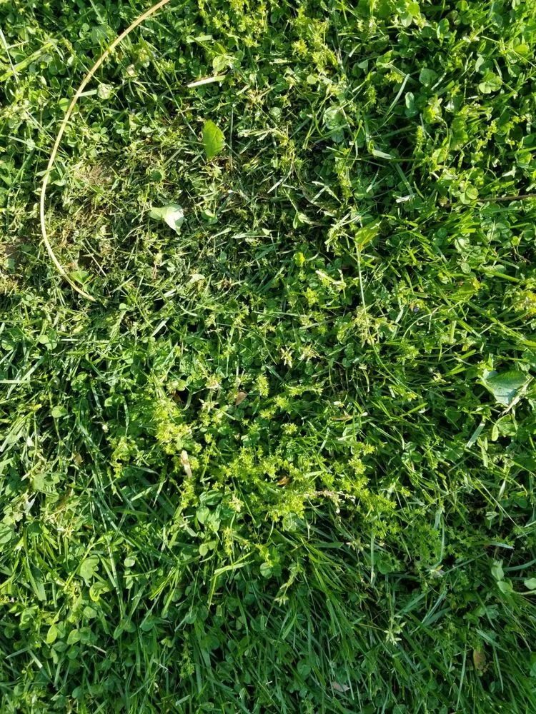 Trusted residential landscaping with custom design across Gaithersburg, MD - Flower Valley Landscaping