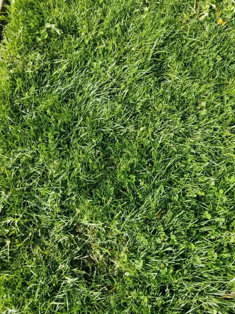 Reliable outdoor landscaping for homes across Gaithersburg, MD - Flower Valley Landscaping