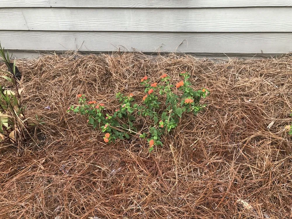 Trusted yard cleanup service for residential properties across Atlanta, GA - Flowerbed Creations