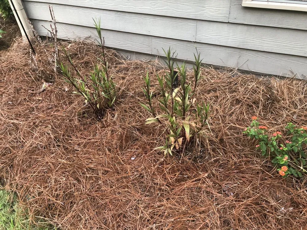 Custom garden landscaping in Atlanta, GA by Flowerbed Creations