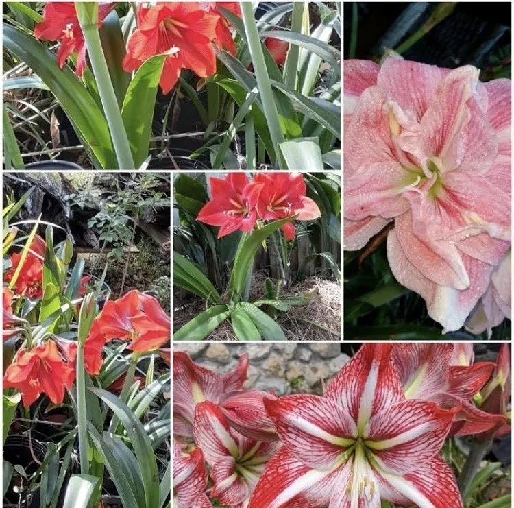 Reliable landscape design for residential properties in Tallahassee, FL by Flowerbed Head Eds