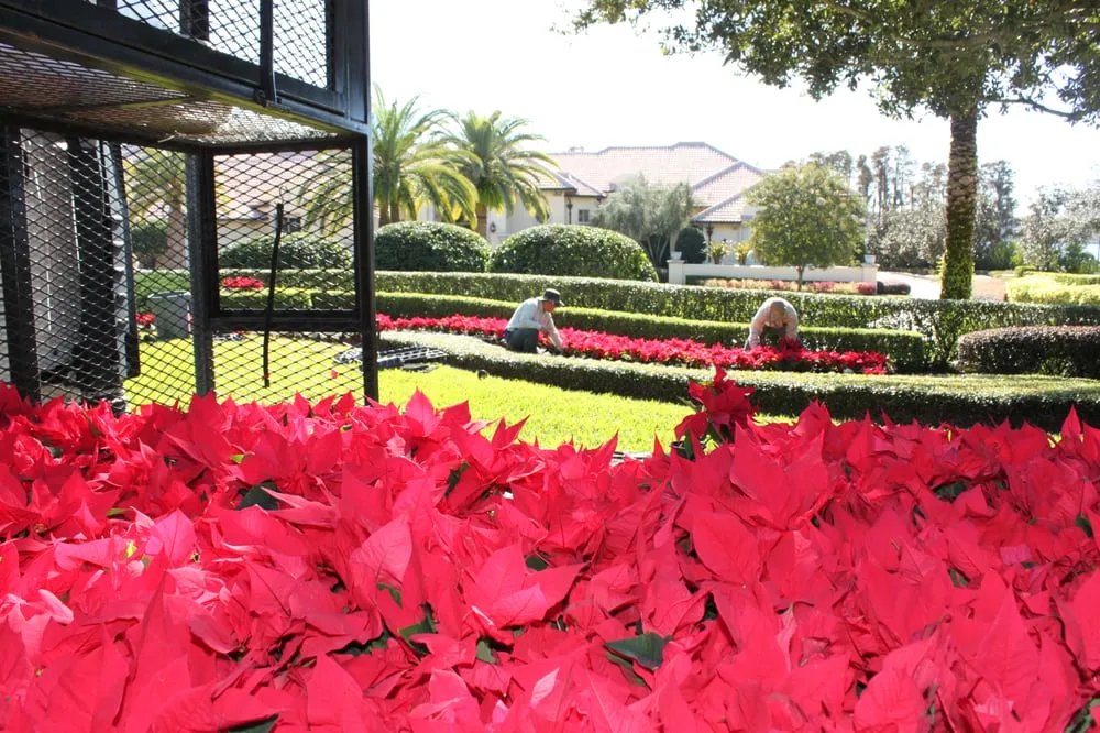 Top-rated residential landscaping in Windermere, FL by Flowerbomb Landscaping