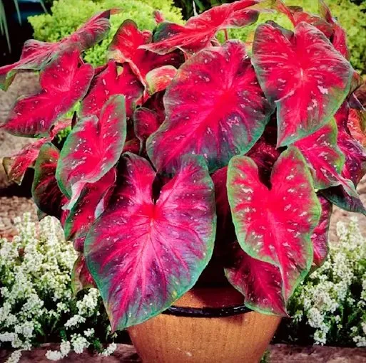 Affordable landscaping services near you across Lafayette, LA - Flowergirls Gardening