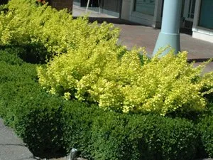 Top-rated residential landscaping in Cumming, GA - Flowering Field Designs