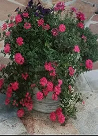 Custom landscape installation for homes in Cumming, GA by Flowering Field Designs