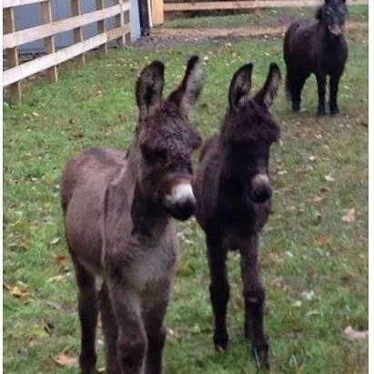 Expert landscape design in Cumming, GA by Flowering Field Designs