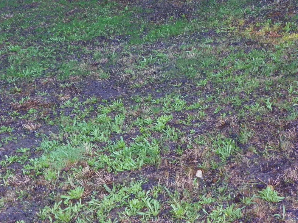 Expert landscaping services in Bremerton, WA by Flowers And Colors Landscaping