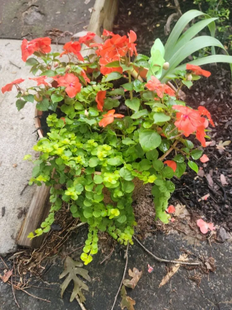 Trusted garden landscaping in Fayetteville, GA by Flowers for Friends - Landscaping Services