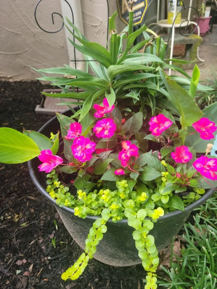 Local lawn care service for beautiful yards in Fayetteville, GA by Flowers for Friends - Landscaping Services