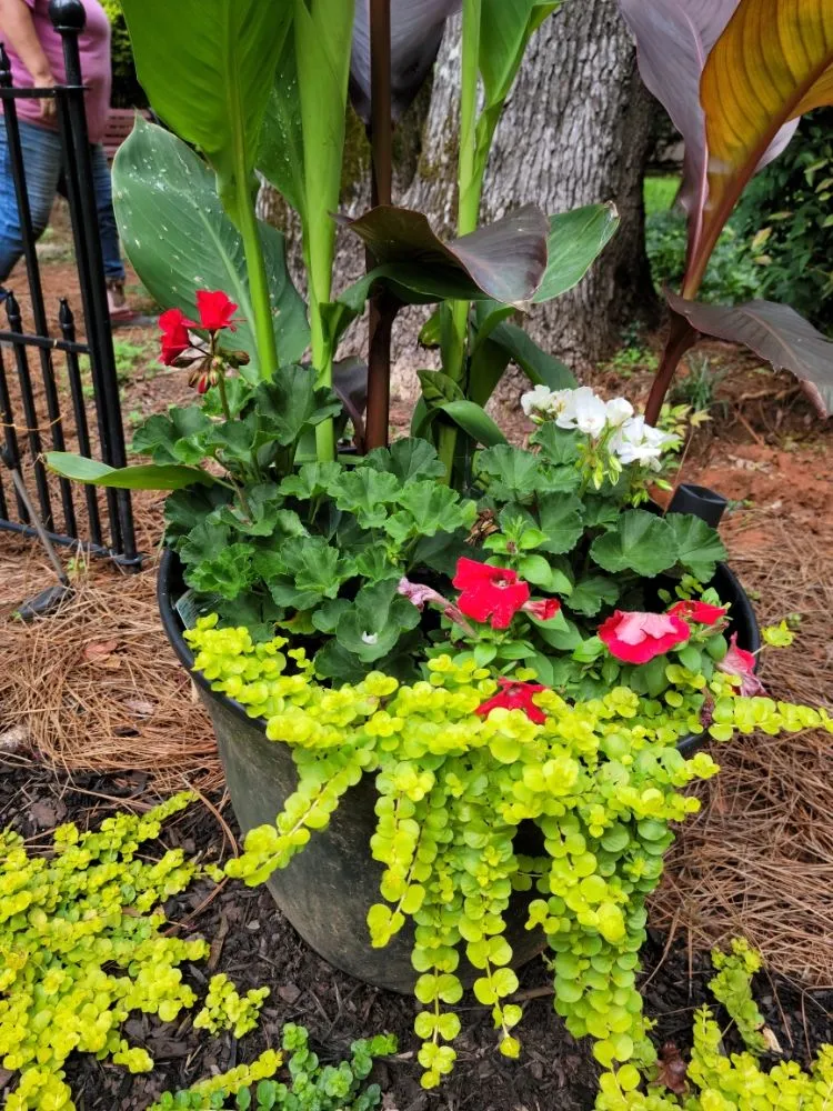 Local yard maintenance for homes across Fayetteville, GA - Flowers for Friends - Landscaping Services
