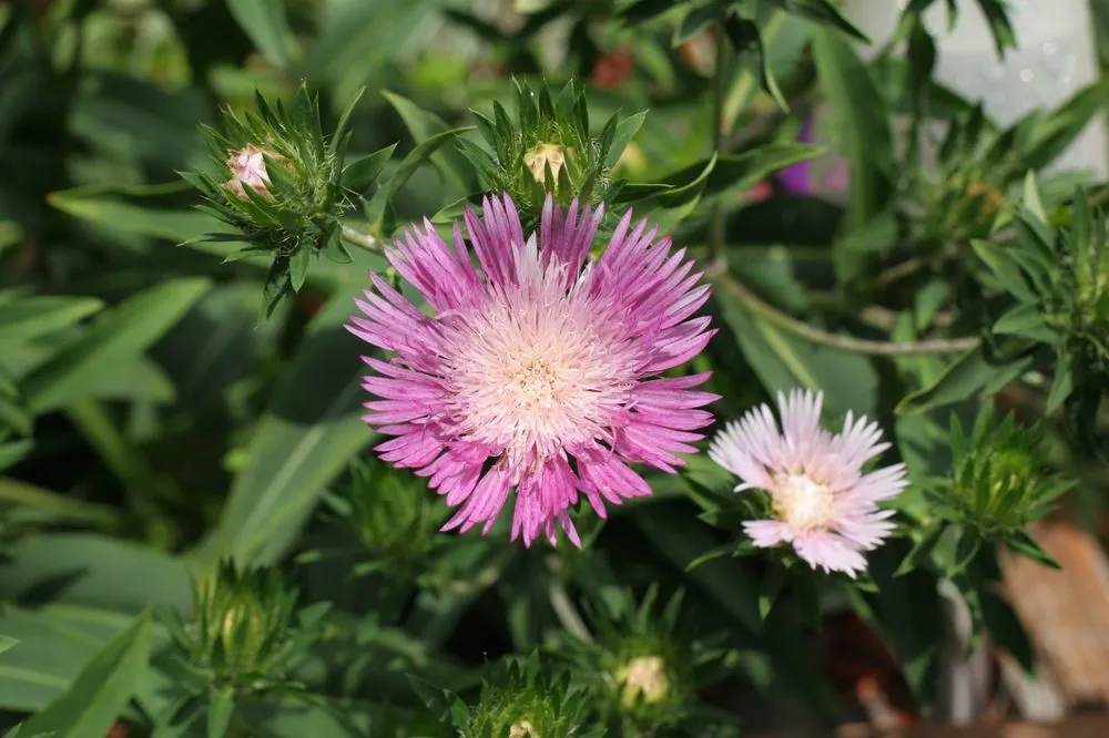 Affordable yard cleanup service in Summerville, SC by Flowertown Garden Center