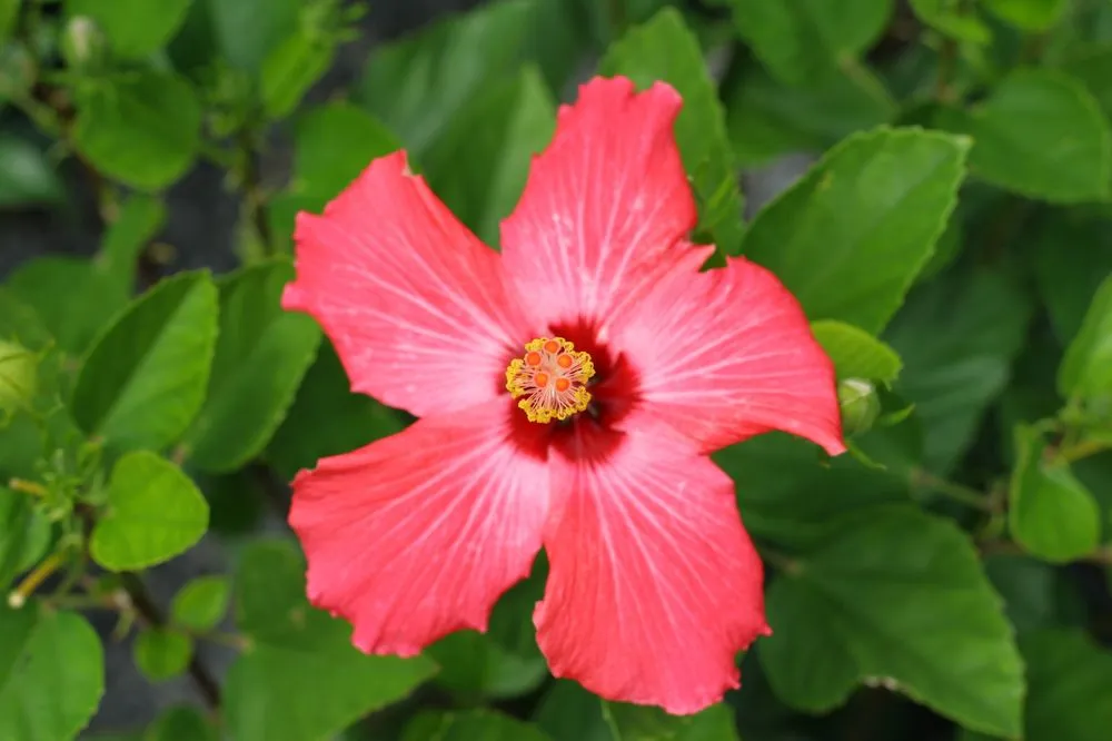 Expert garden landscaping in Summerville, SC - Flowertown Garden Center