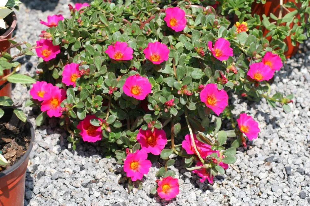 Professional landscape installation experts serving Summerville, SC - Flowertown Garden Center