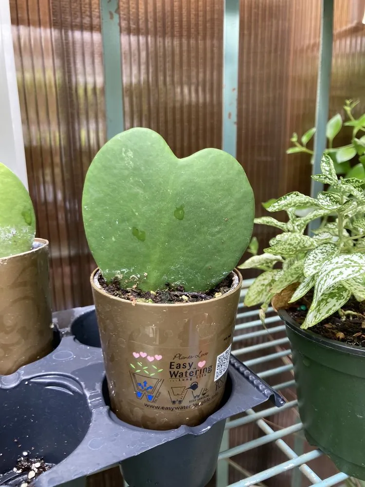 Custom lawn mowing service for beautiful yards in Summerville, SC by Flowertown Garden Center