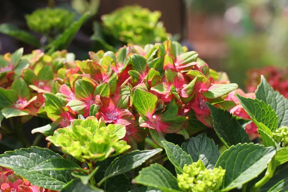 Reliable lawn mowing service with custom design across Summerville, SC - Flowertown Garden Center