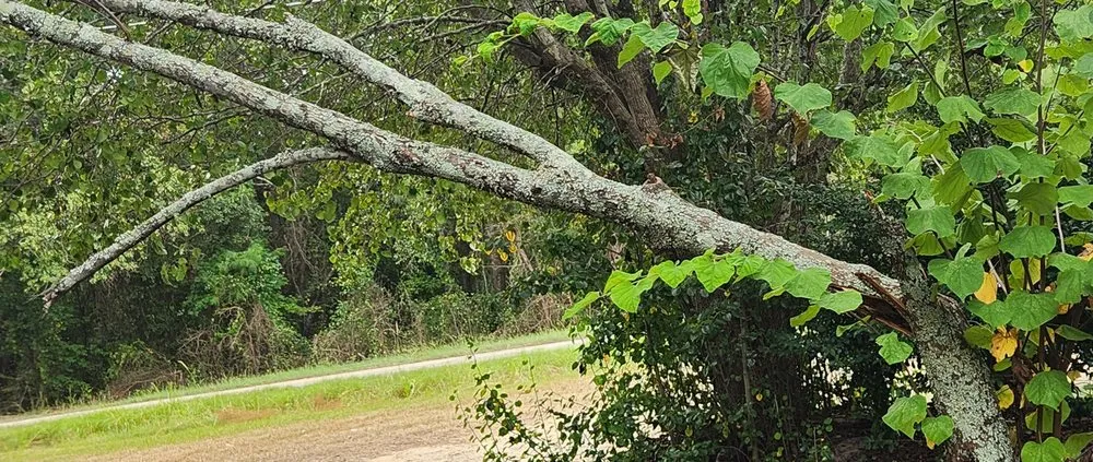 Reliable outdoor landscaping in Florence, SC by Floyd Lawn and Trimming