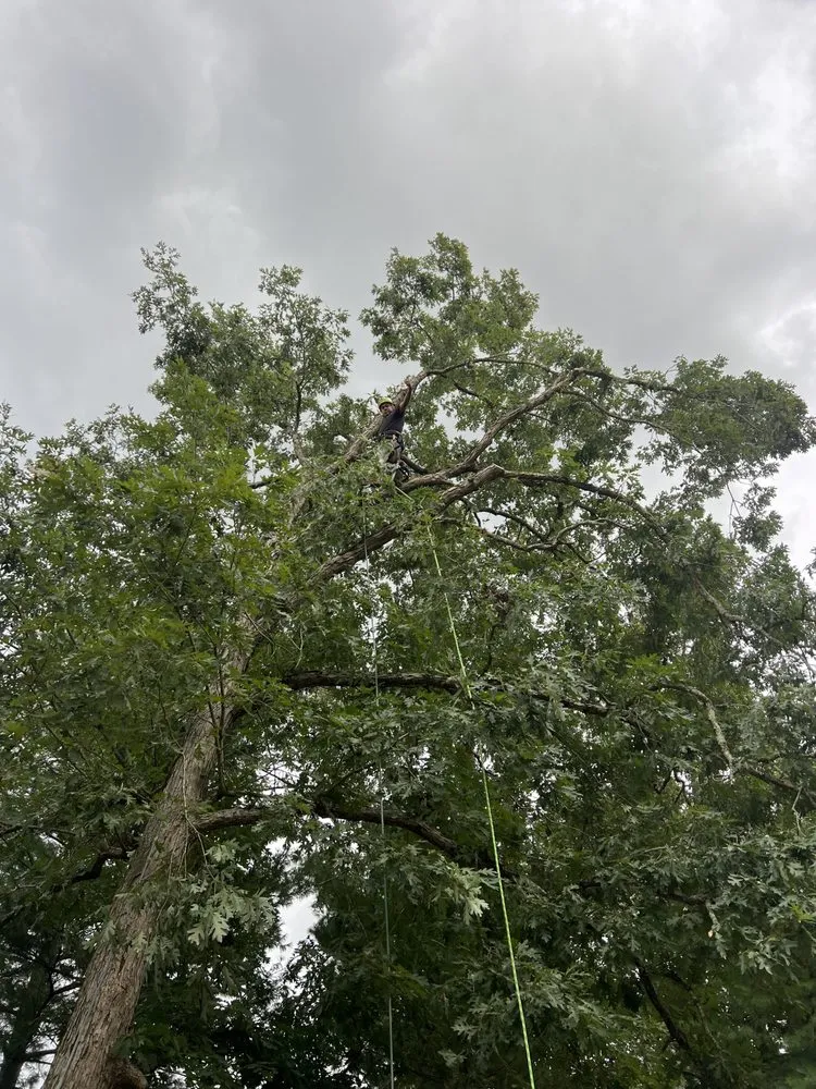 Reliable garden landscaping for outdoor upgrades across Howell Township, NJ - Fly With Freedom Tree Service