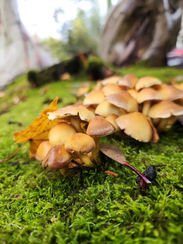 Expert landscape installation in Portland, OR by Flying Crow Organic Yard Care