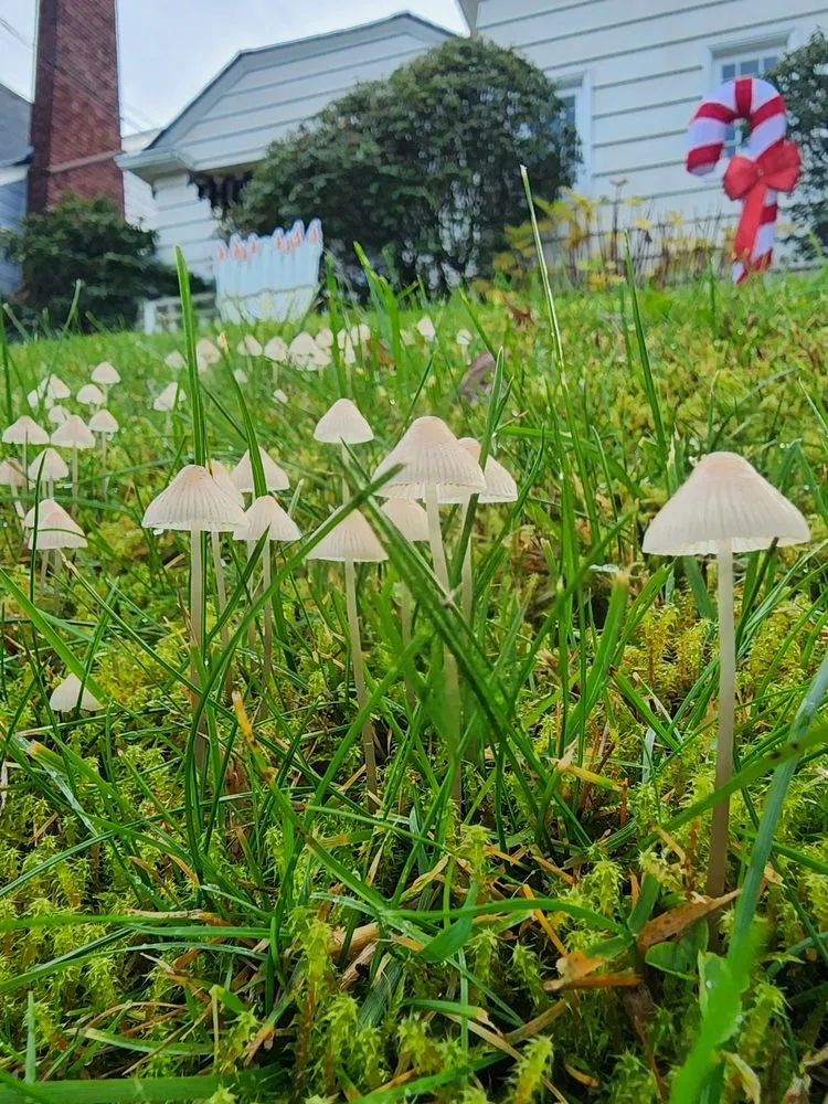 Expert landscape design experts serving Portland, OR - Flying Crow Organic Yard Care