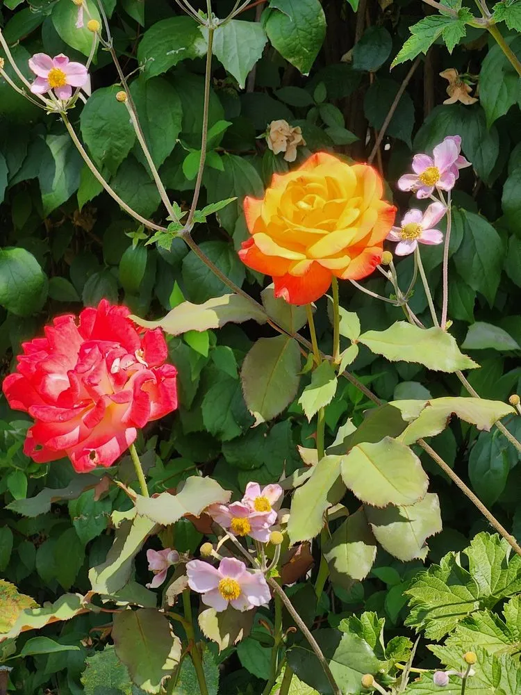 Expert garden landscaping in Portland, OR by Flying Crow Organic Yard Care