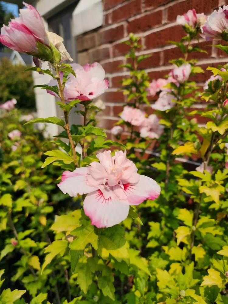 Top-rated outdoor landscaping experts serving Portland, OR - Flying Crow Organic Yard Care