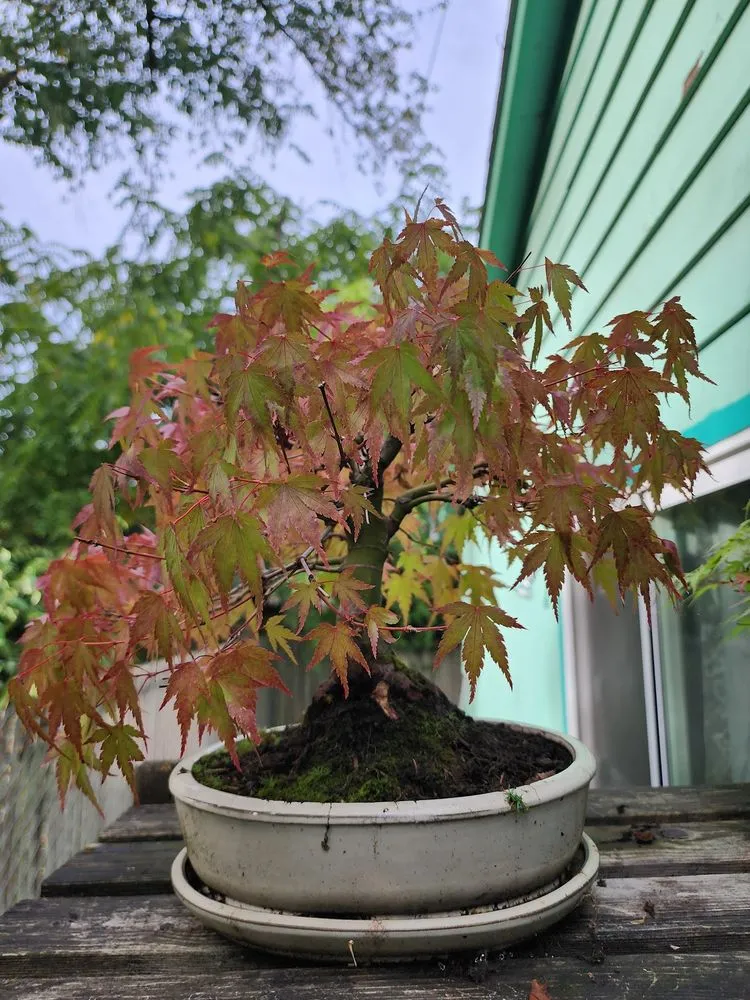 Top-rated landscape installation in Portland, OR by Flying Crow Organic Yard Care