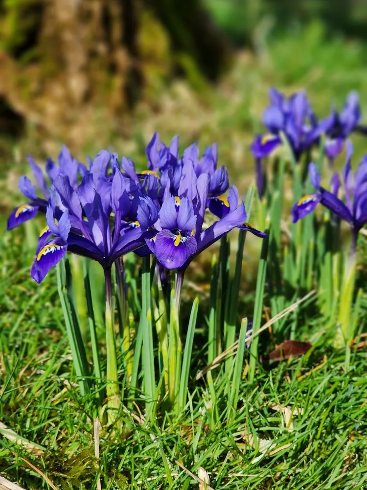 Affordable garden landscaping experts serving Portland, OR - Flying Crow Organic Yard Care