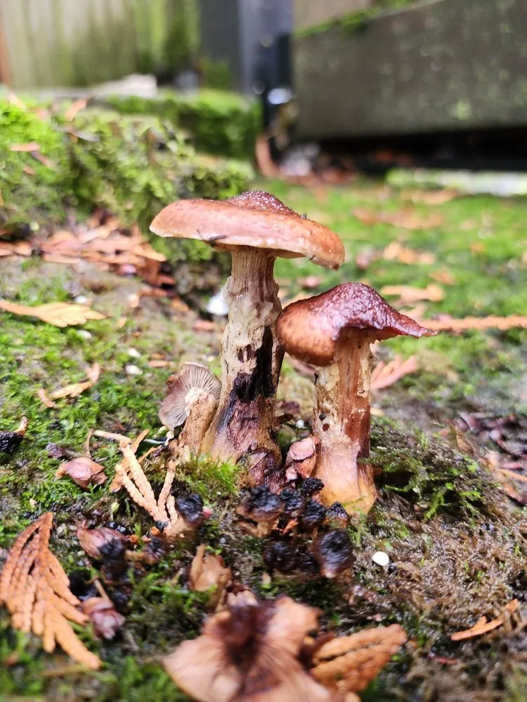 Custom landscape installation experts serving Portland, OR - Flying Crow Organic Yard Care