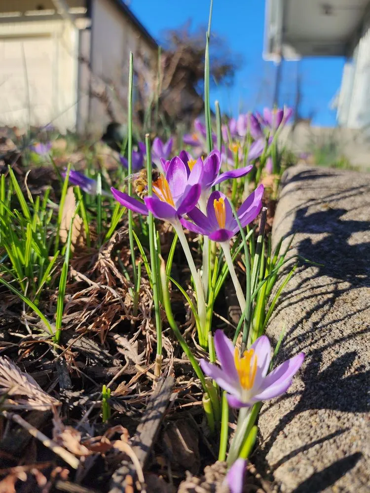 Custom lawn care service in Portland, OR - Flying Crow Organic Yard Care