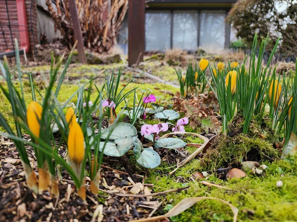 Professional lawn care service in Portland, OR by Flying Crow Organic Yard Care