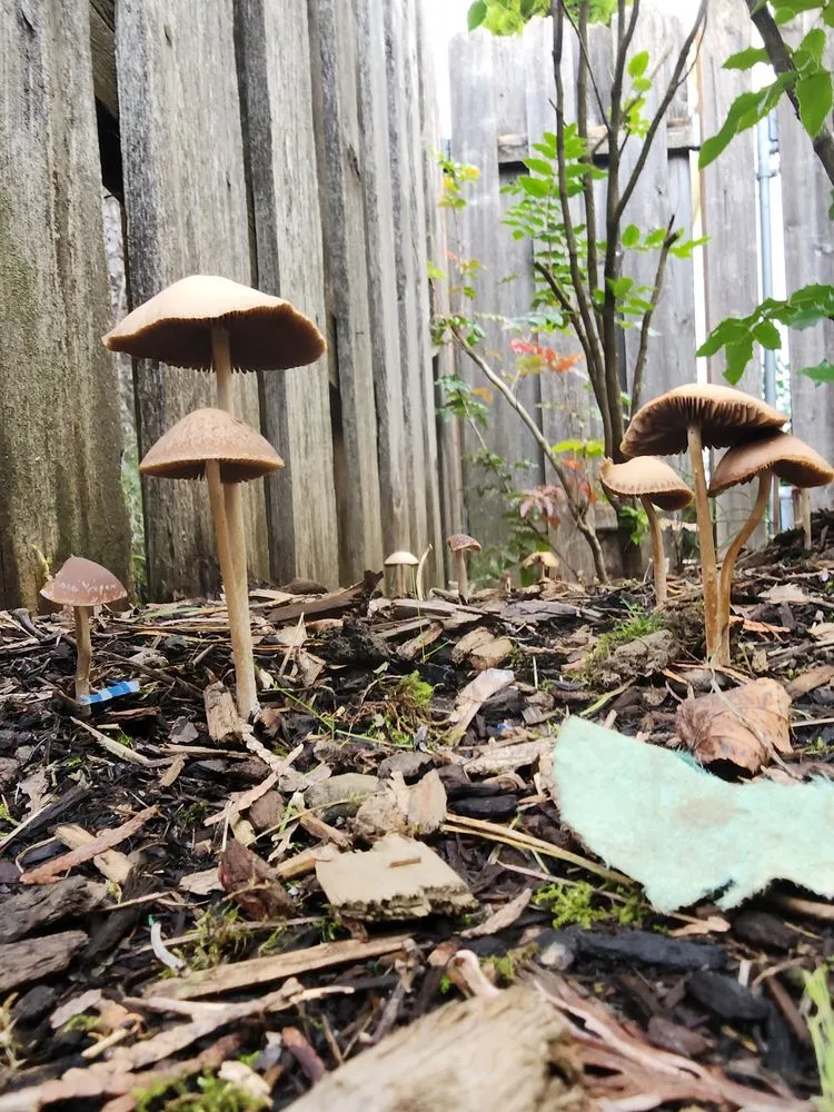 Custom landscape design for outdoor upgrades across Portland, OR - Flying Crow Organic Yard Care