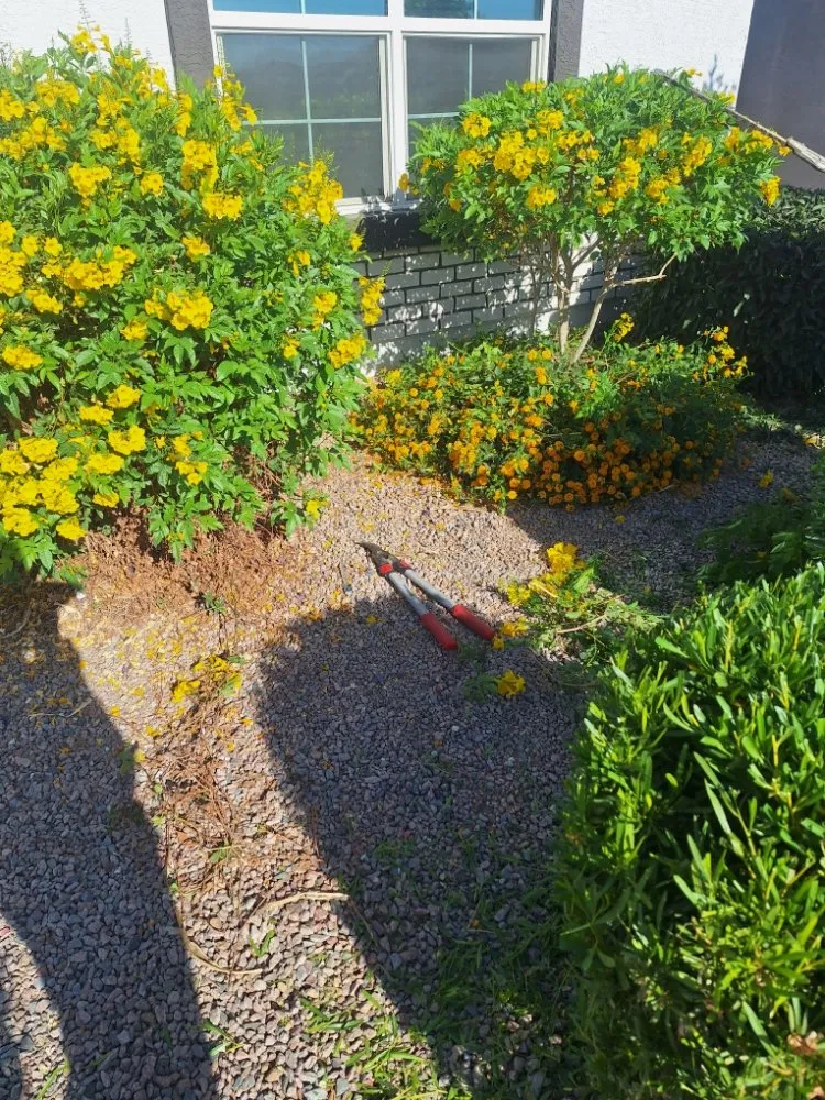 Local landscaping services in Maricopa, AZ - Flying Jays Detail