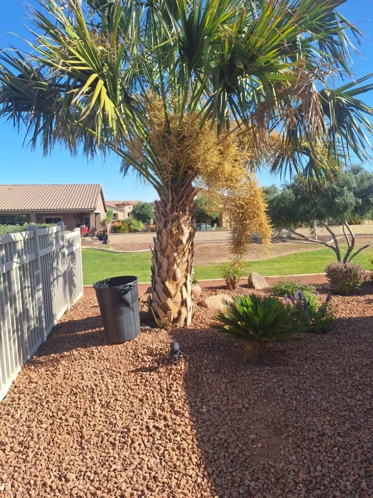 Local lawn mowing service for year-round maintenance across Maricopa, AZ - Flying Jays Detail
