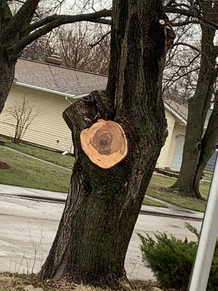 Reliable landscape design for year-round maintenance in East Dundee, IL by Flying Squirrel Tree Service