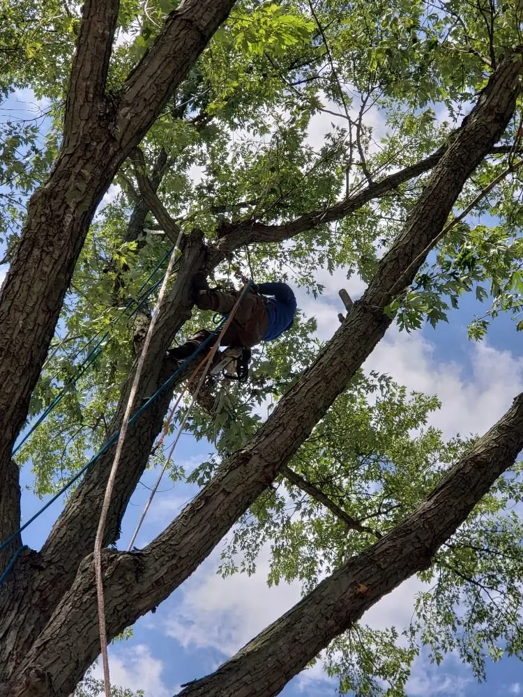 Reliable garden landscaping in East Dundee, IL by Flying Squirrel Tree Service