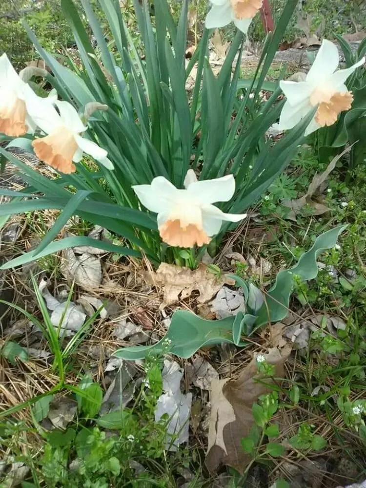 Top-rated garden landscaping for homes in Batesville, AR by F&m Dickey Lawn service