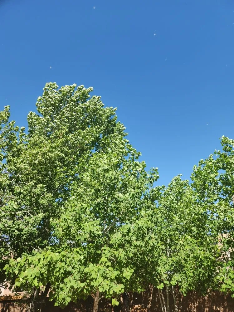 Expert garden landscaping with custom design across Santa Fe, NM - FM Expert Services