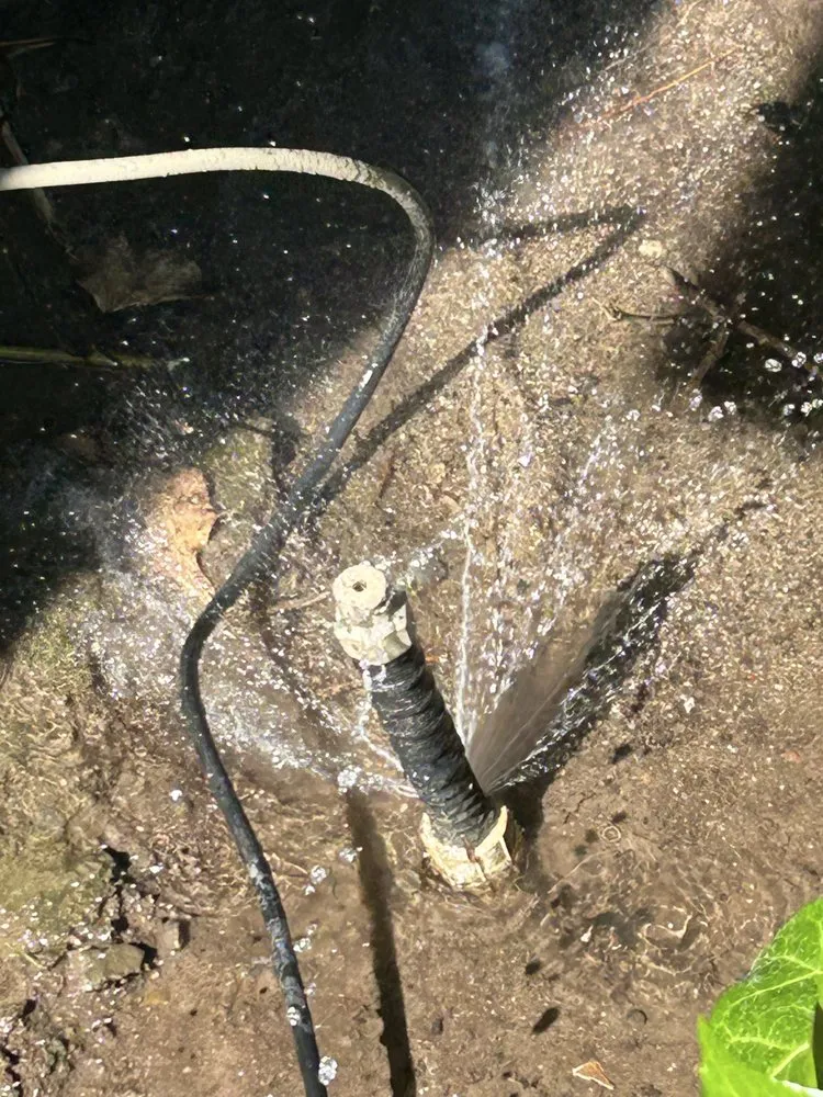 Affordable yard cleanup service in Delhi, CA - F&M Landscape