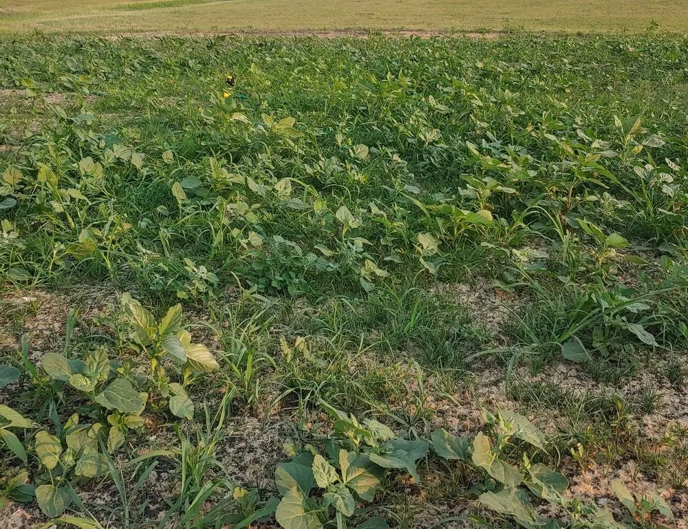 Professional garden landscaping in Fargo, ND by FM Landscaping