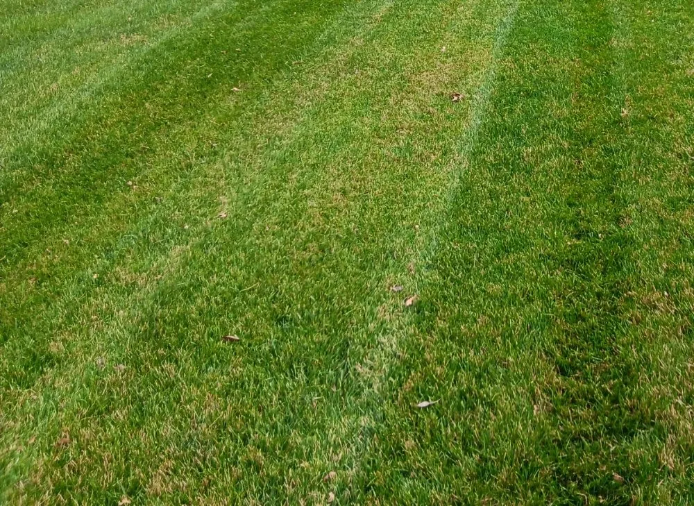 Local yard cleanup service in Troy, MO by FM Lawn & Leaf