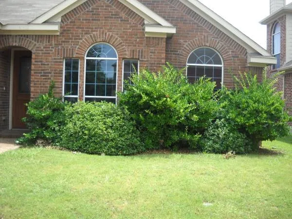 Expert lawn care service in Lubbock, TX - FM Lawncare