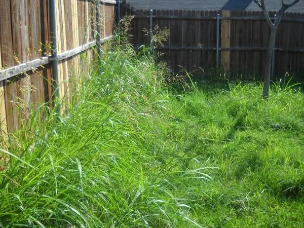 Custom yard cleanup service for year-round maintenance across Lubbock, TX - FM Lawncare